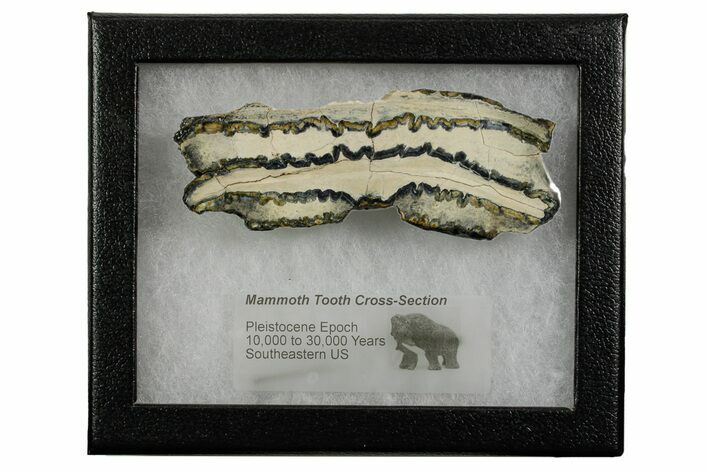 Mammoth Molar Slice With Case - South Carolina #377848